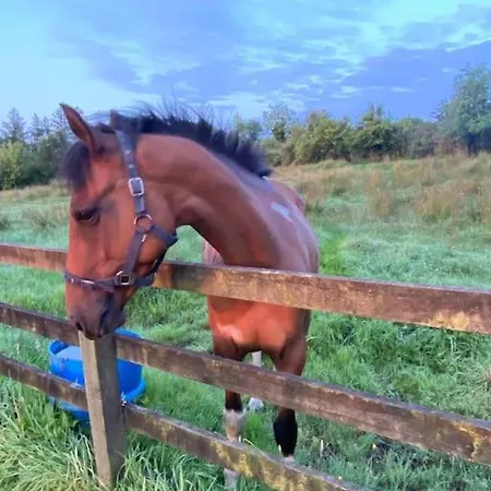 Holiday home The Lodge-cozy And Serene Cavan